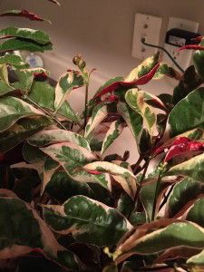 House Plants Identification Pictures 68 best how to identify a houseplant images on pinterest House Plants Identification Pictures 68 best how to identify a houseplant images on pinterest