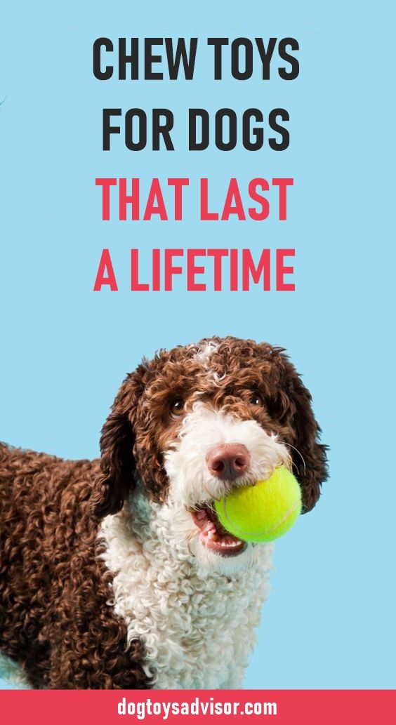 Does Your Dog Like To Chew Do You Want A Chew Toy That Will Last