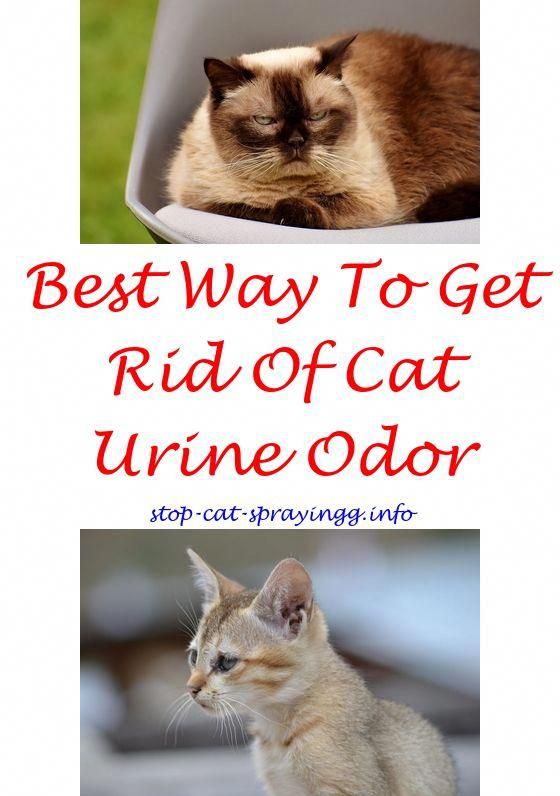 Outdoor Cat Repellent Spray Reviews For Cats To Stop Outdoor Cat Repellent Spray Reviews For Cats To Stop Scratching Waterless Shampoo How Spraying