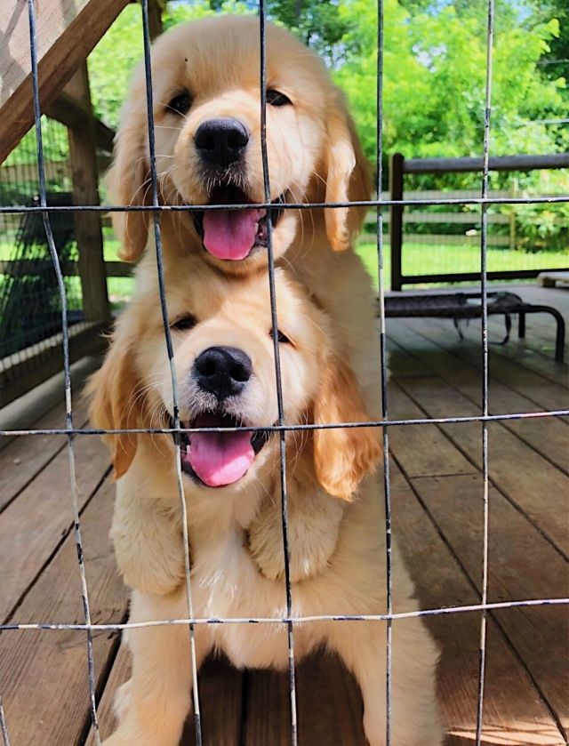 Ellapepperr Pureluxuriess Cute Baby Animals Cute Dog Pictures Cute Dogs And Puppies