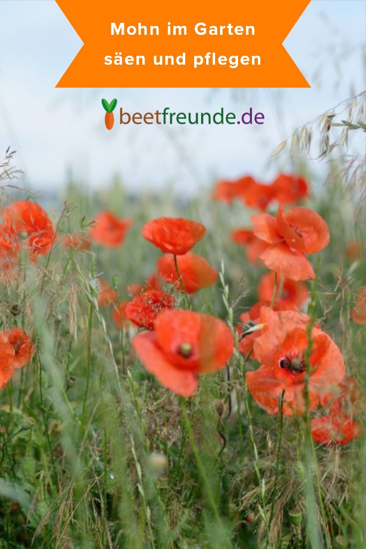 Pin Von Heiner De Plattsnacker Auf Mohn Papaver Poppies Mohnblume Mohn Blumen