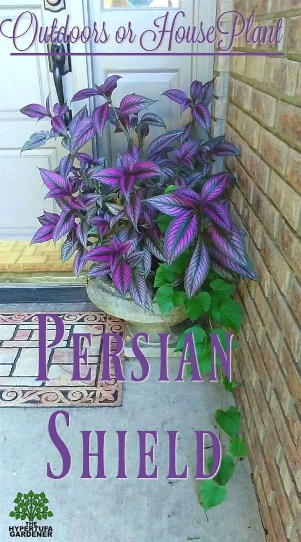 Persian Shield Outdoors For Stunning Color Or Indoors For Color All Winter Gardenideas 吊り下げ多肉植物 日陰 ガーデニング ハンギングガーデン Persian Shield Outdoors For Stunning Color Or Indoors For Color All Winter Gardenideas 吊り下げ多肉植物 日陰 ガーデニング ハンギングガーデン