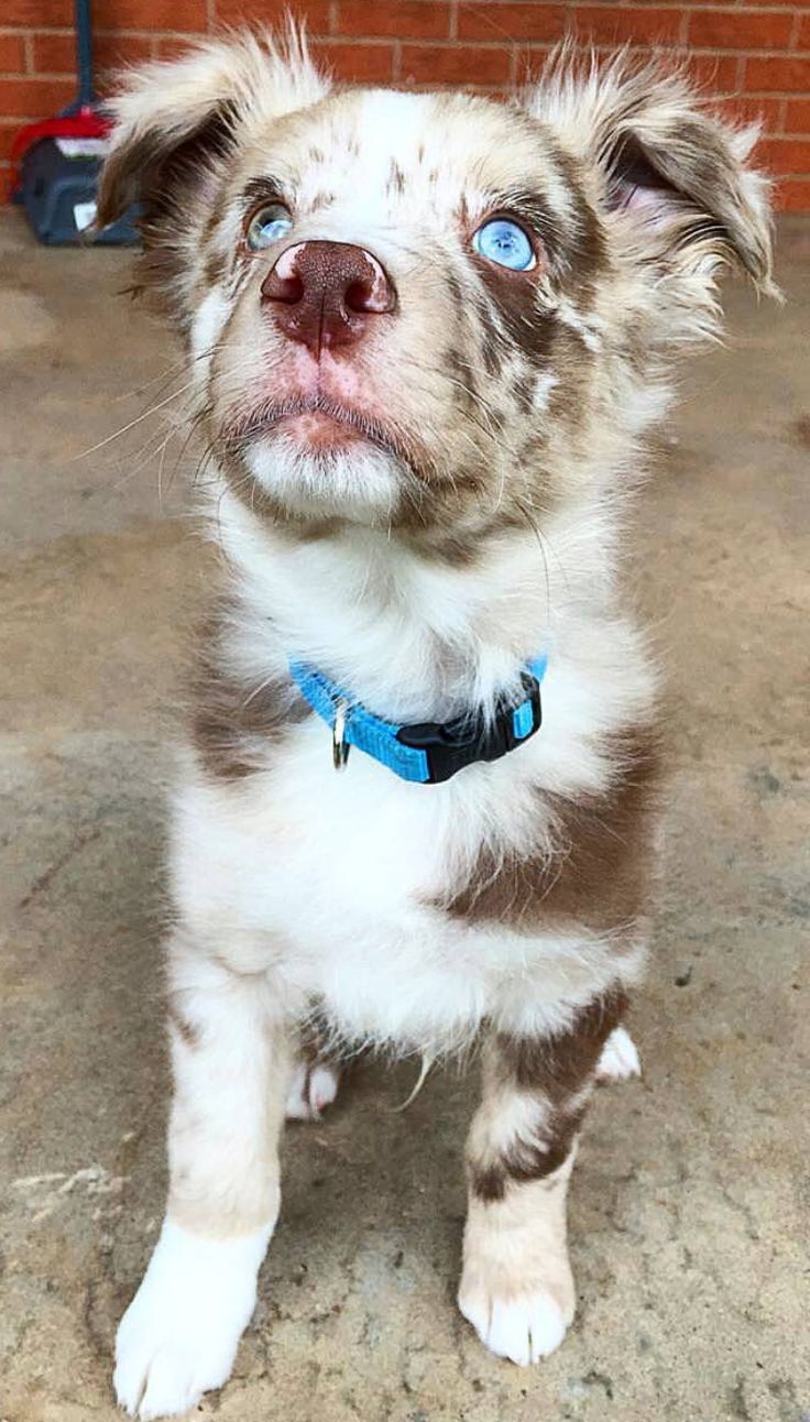 australian shepherd westminster 2016 2003 best bergers australiens images on pinterest aussie dogs australian shepherd westminster 2016 2003 best bergers australiens images on pinterest aussie dogs
