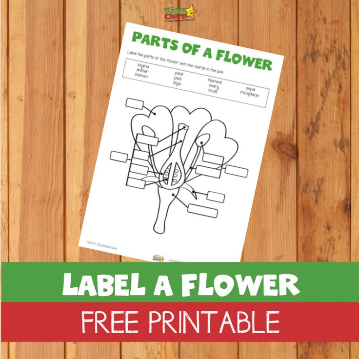 Our free label a flower printable is a great guide to how flowers work | Flower printable, Parts ...