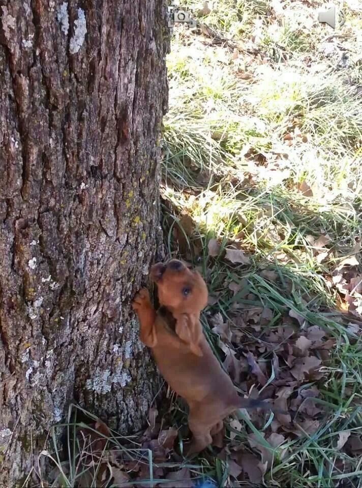 training a bluetick coonhound to hunt best 25 redbone coonhound ideas on pinterest red bone hunting training a bluetick coonhound to hunt best 25 redbone coonhound ideas on pinterest red bone hunting