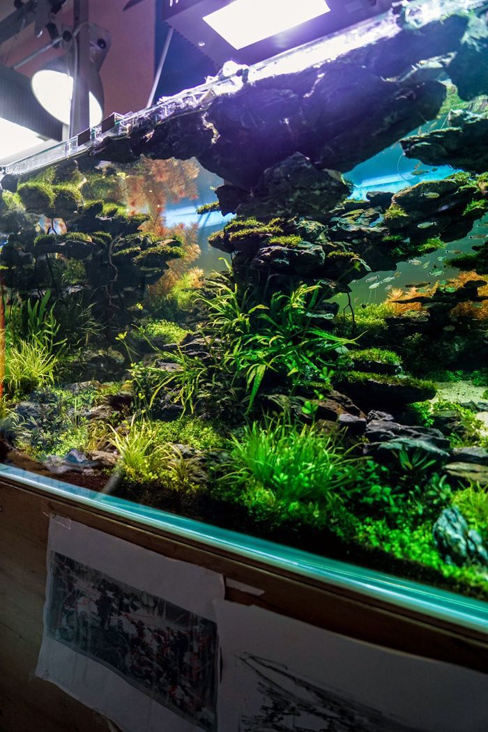 planted fish tank planted aquarium pinterest aquarium