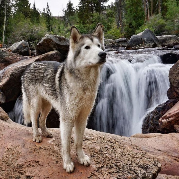 Siberian Huskies are very loved breed around the world. Description from officia