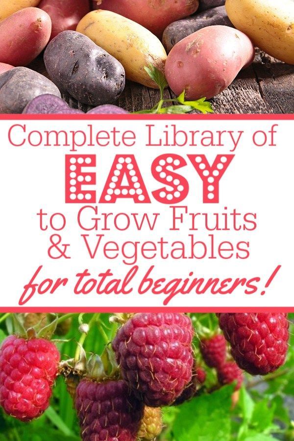 13 Easy To Grow Fruits Vegetables For Absolute Beginning