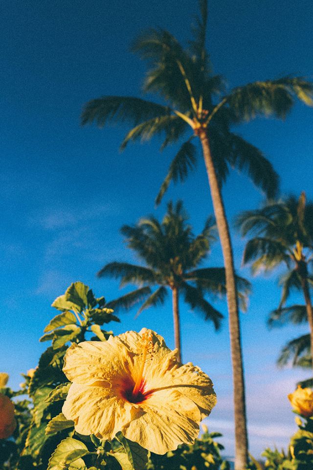 Pink Color Colorful Pastel Aesthetic Wallpaper Pretty Sweet Background Sea Hawaii Background Nature Wallpaper Pastel Aesthetic