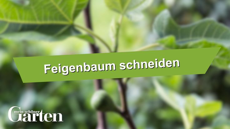 Feigenbaum richtig schneiden