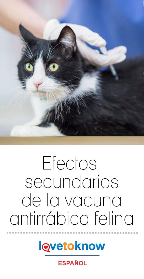 efectos secundarios vacuna garrapata