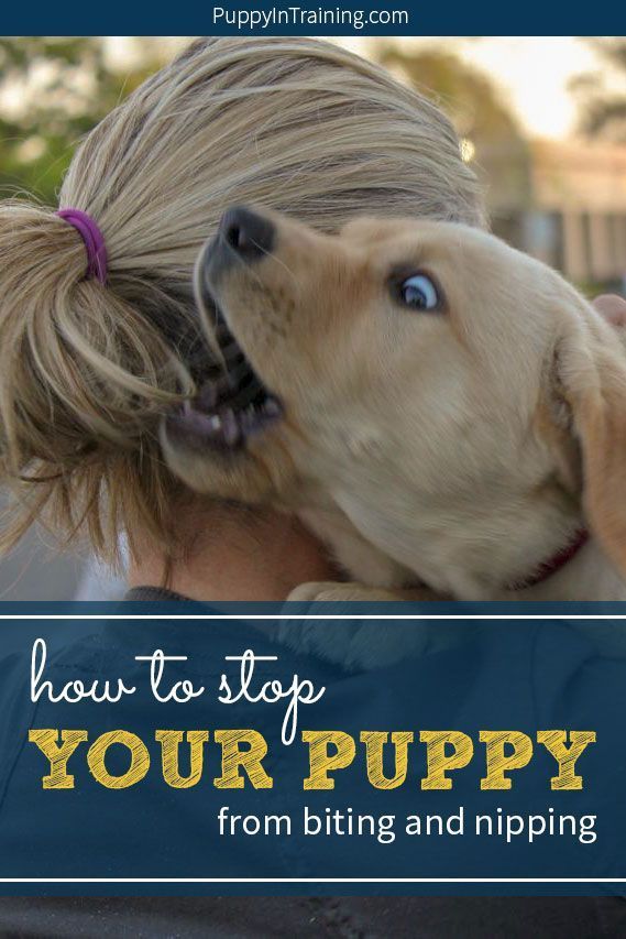 The Ultimate Guide How To Stop A Puppy From Biting And Nipping