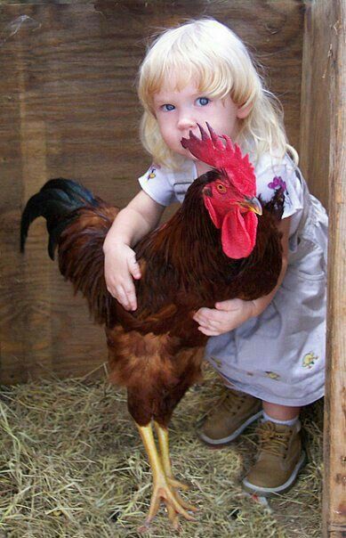 Pin on Chicken Friends