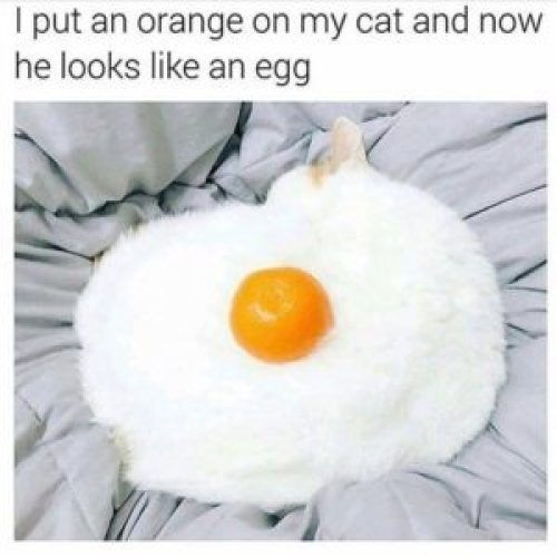 Funniest Animal Memes Ever – 19 Images – Cute Animals #funnymemes #memesdail... Funniest Animal Memes Ever – 19 Images – Cute Animals #funnymemes #memesdail...