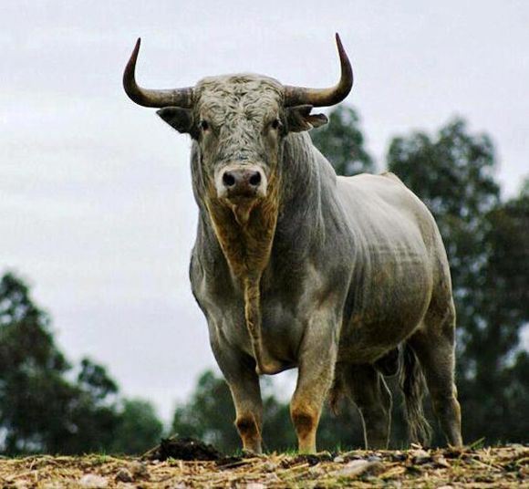 Resultado De Imagen De Toros Bravos Miura Toros Bravos Toros De Lidia Toros