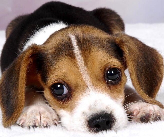 Puppies Know How To Manipulate You With Their Eyes Dogs Q8puppy