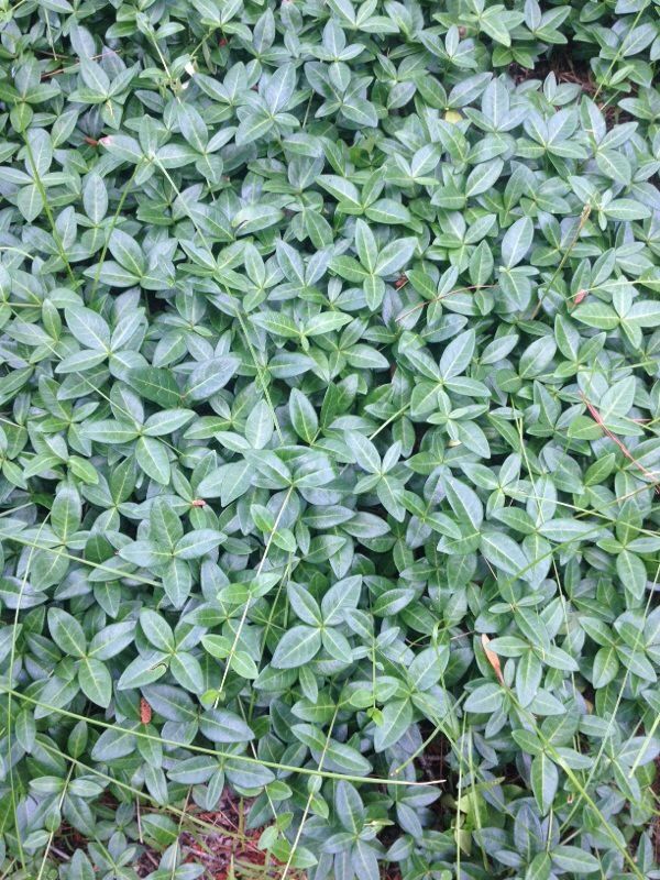 Shazam For Plants Shazam For Plants
