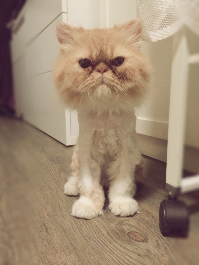 Cat persian shaved