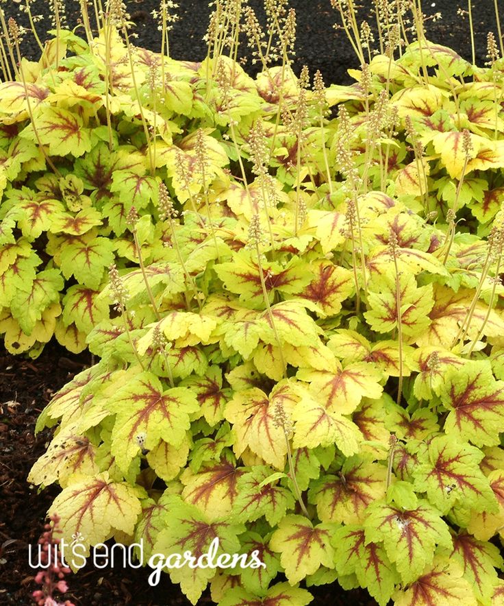 heucharella stoplight can take some sun but looks amazing in a shade garden red veins in lime look great with other reddish colored plants zone 4 to - Shade Garden Ideas Zone 9 heucharella stoplight can take some sun but looks amazing in a shade garden red veins in lime look great with other reddish colored plants zone 4 to - Shade Garden Ideas Zone 9