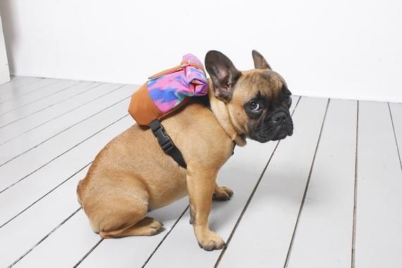 Not Just French Bulldog Backpack Harness Snackies Bag Costum