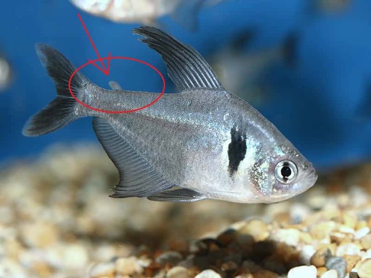 black phantom tetra black phantom tetra