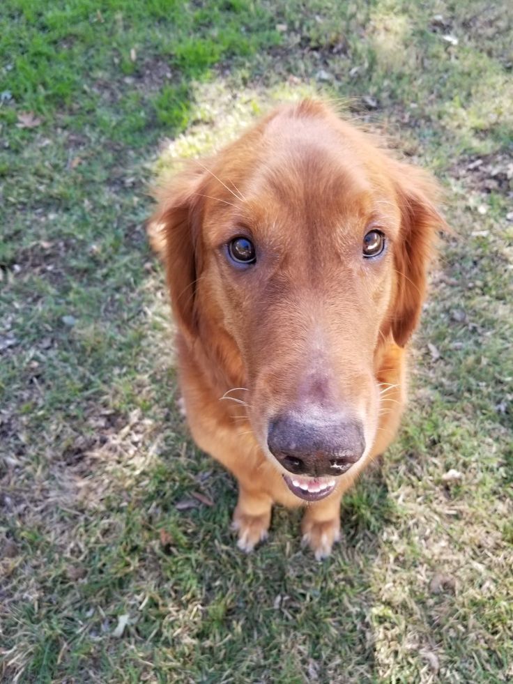 Homemade Dog Food For Lab Puppies Homemade Dog Food For Lab Puppies