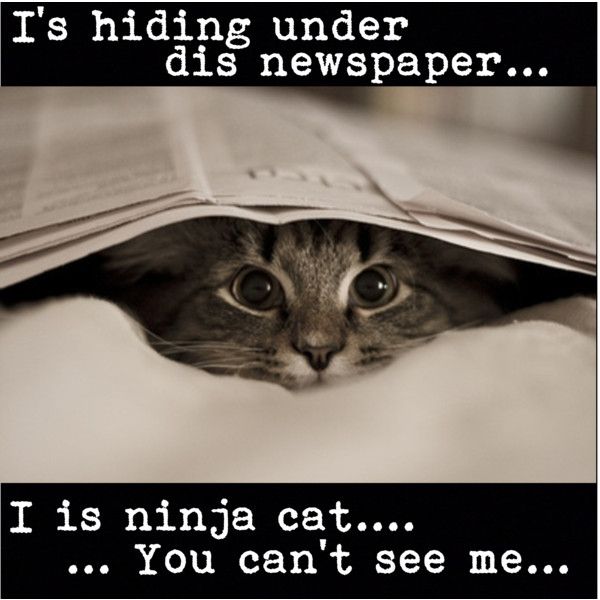 45 best ninja cats images on pinterest kitty cats, funny animal ac4f748c7454122cd91d8fbf1be1f9fc peek a boos adorable animals 45 best ninja cats images on pinterest kitty cats, funny animal