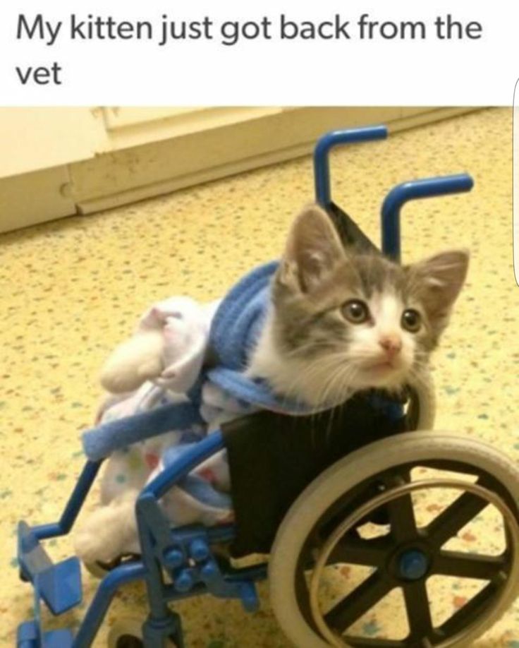 Special Ones Cat Rescue Special Ones Cat Rescue
