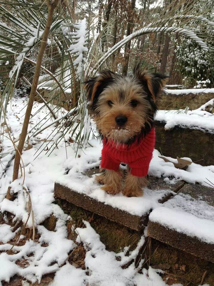 yorkie shaking and lethargic 1817 best all things yorkie images on yorkies terriers yorkie shaking and lethargic 1817 best all things yorkie images on yorkies terriers