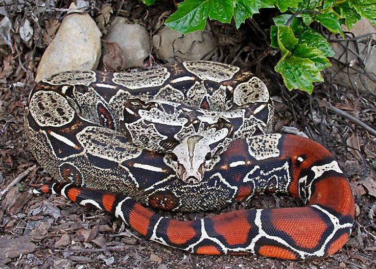 large constrictor snakes pet large constrictor snakes pet