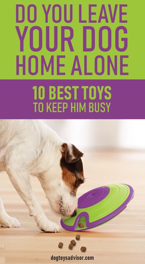 How to Keep Your Dog Busy When Home Alone