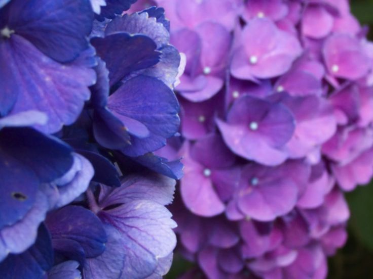 Die besten 25+ Pflanzen die schatten mögen Ideen auf Pinterest - pflanzen fur steingarten schatten Die besten 25+ Pflanzen die schatten mögen Ideen auf Pinterest - pflanzen fur steingarten schatten
