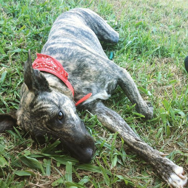 staffy greyhound cross