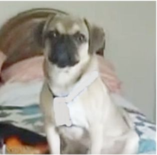 pug rescue rochester ny 25 b 228 sta pug beagle mix id 233 erna p 229 beaglevalpar beagle mix och husdjur pug rescue rochester ny 25 b 228 sta pug beagle mix id 233 erna p 229 beaglevalpar beagle mix och husdjur