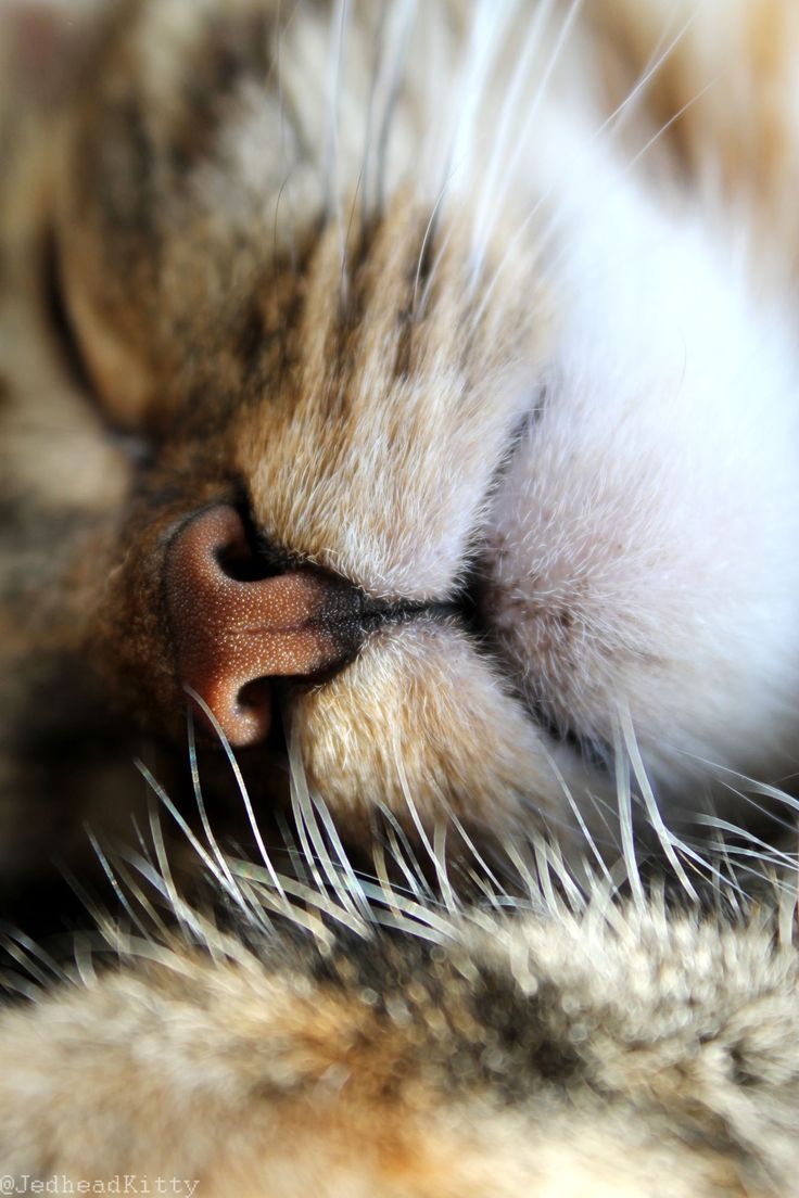 “Eine kleine schläfrige Katze ist ein Bild perfekter Seligkeit.” – Jules Champfleury – CATS ❤❤❤ “Eine kleine schläfrige Katze ist ein Bild perfekter Seligkeit.” – Jules Champfleury – CATS ❤❤❤