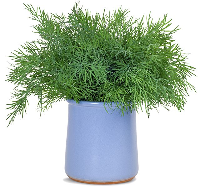 dill kezelés cukorbetegség