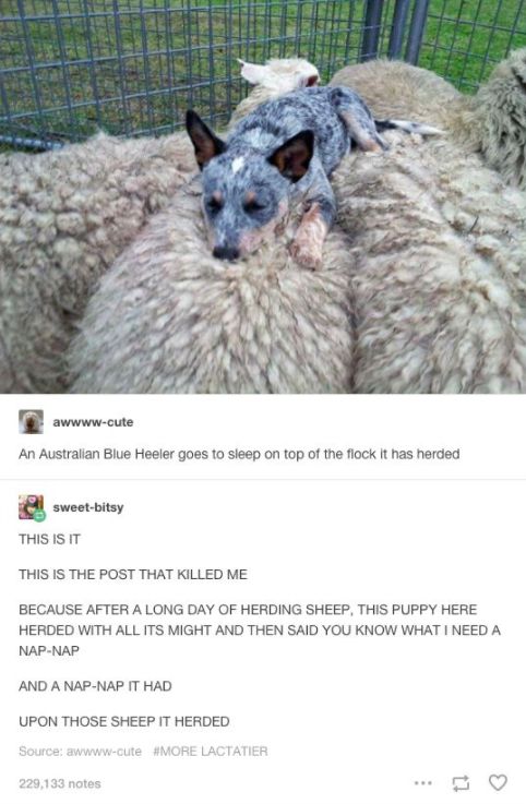 My Dogs Bark Has Become High Pitched My Dogs Bark Has Become High Pitched