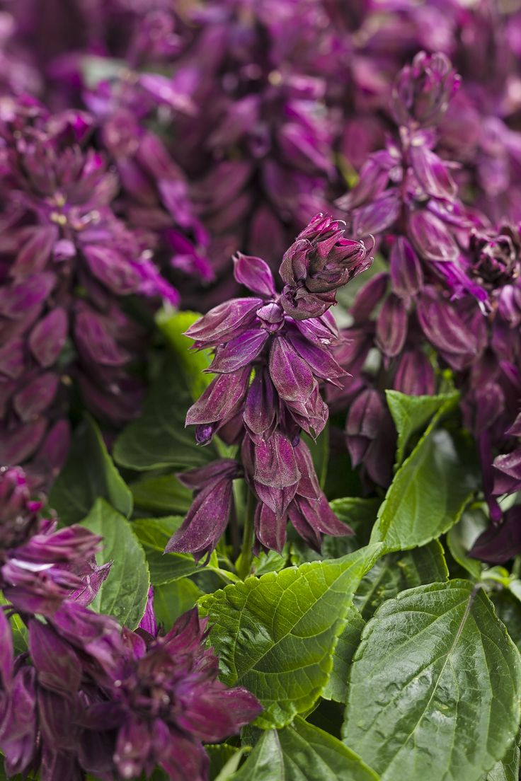 Best 20 Purple Salvia Ideas On Pinterest Plants Best 20 Purple Salvia Ideas On Pinterest Plants And