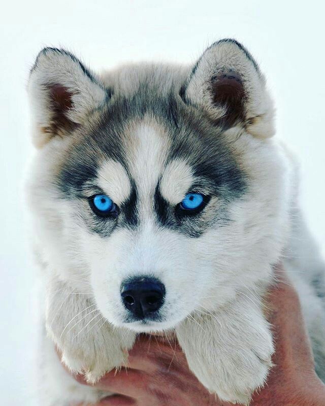 21 Pictures Of Husky Baby Puppies And 10 Siberian Husky Facts