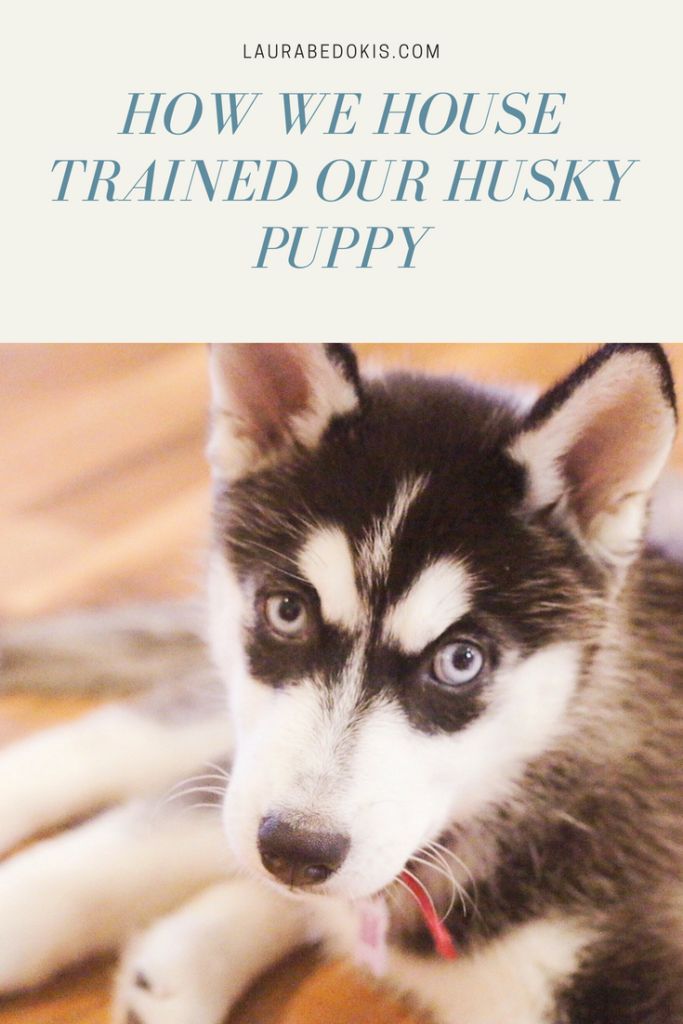 House Training Tips For Your New Puppy Training Your Dog Husky