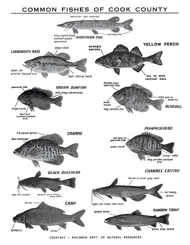 click to view common fishes of cook county fish fish illinois fish chart
