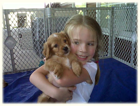 golden retriever poodle mix price de 25 bedste id 233 er inden for golden retriever poodle mix p 229 golden retriever poodle mix price de 25 bedste id 233 er inden for golden retriever poodle mix p 229