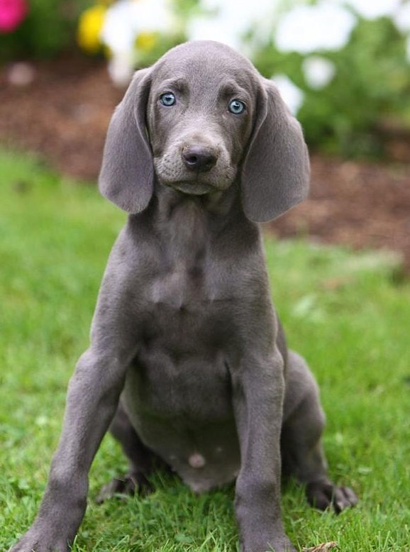 weimaraner puppies for sale in tn de 25 bedste id 233 er inden for weimaraner puppies p 229 weimaraner vizsla weimaraner puppies for sale in tn de 25 bedste id 233 er inden for weimaraner puppies p 229 weimaraner vizsla