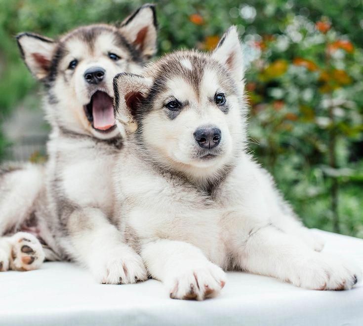 Everything About Bold Siberian Husky Personality