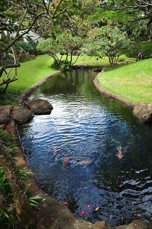 Peces De Agua Dulce Koi Para Criar En El Jardin Moderno Jardines Tropicales Estanques De Peces Estanques De Jardin Lago Artificial Para Peces