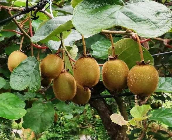 Aprende A Plantar Un árbol De Kiwi Fácilmente Planta De Kiwi Cultivar Kiwi Plantar