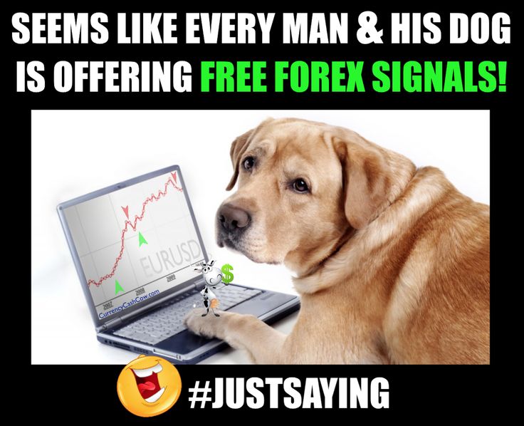 Forex memes