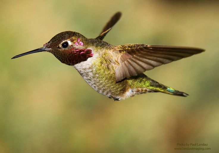 25 b 228 sta hummingbird wings id 233 erna p 229 pinterest kolibri 25 b 228 sta hummingbird wings id 233 erna p 229 pinterest kolibri