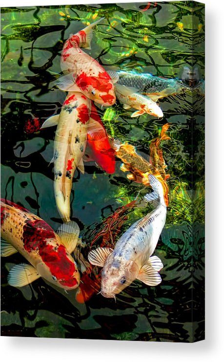 Colorful Japanese Koi Fish Canvas Print / Canvas Art by Jennie Marie