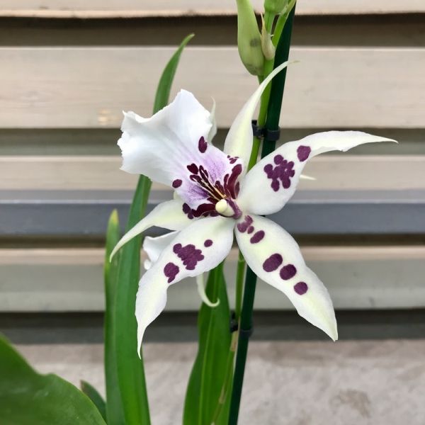 Beallara Tahoma Glacier Green FS Passiflora.ru - Сервис коллективных заказов